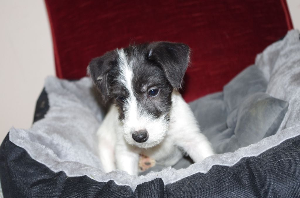 a l'ouest des prés de l'abby - Chiots disponibles - Jack Russell Terrier