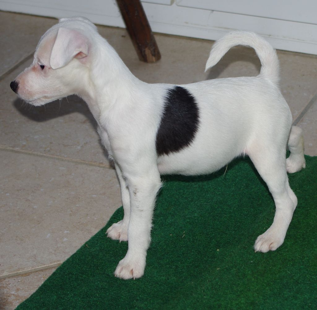 a l'ouest des prés de l'abby - Chiots disponibles - Parson Russell Terrier