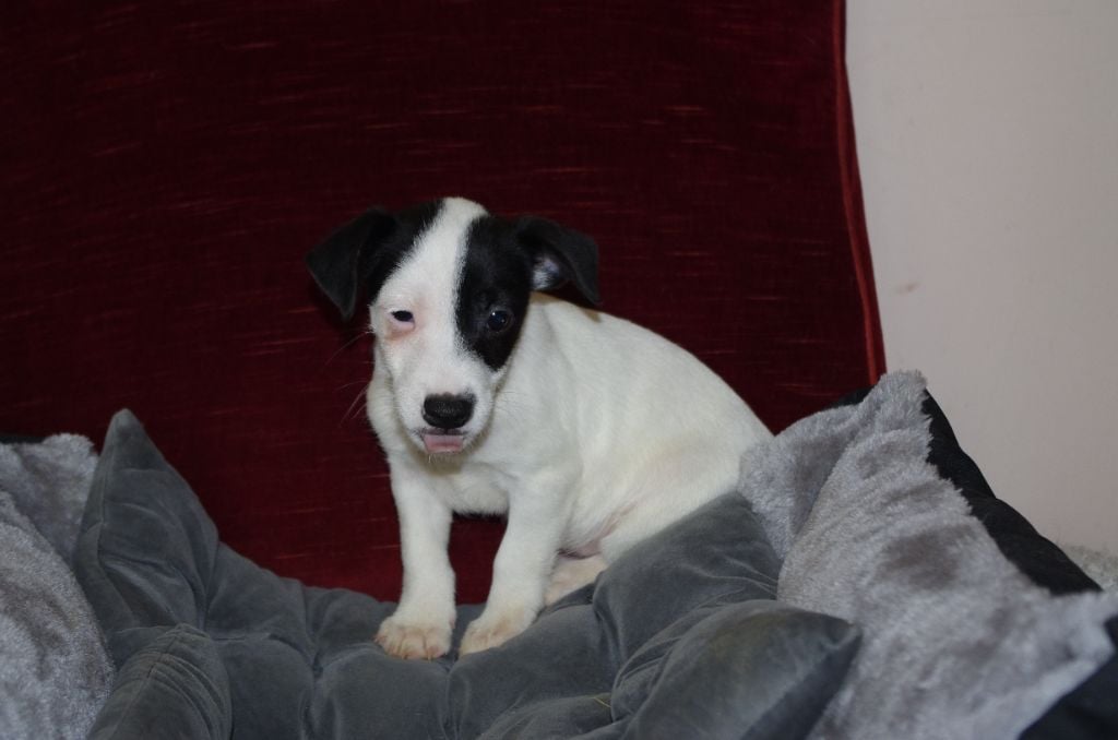 a l'ouest des prés de l'abby - Chiots disponibles - Jack Russell Terrier