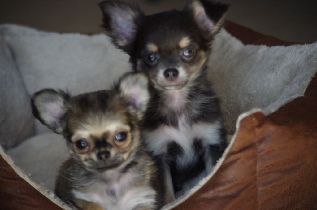 Chiot Chihuahua a l'ouest des prés de l'abby