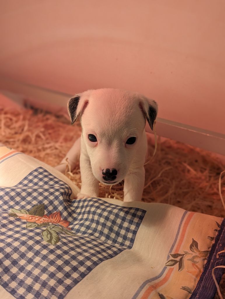 a l'ouest des prés de l'abby - Chiots disponibles - Jack Russell Terrier