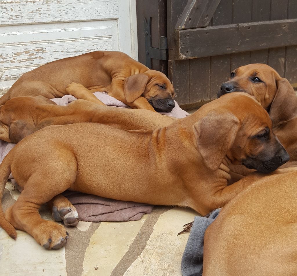 Du Clos Bhakti - Chiots disponibles - Rhodesian Ridgeback