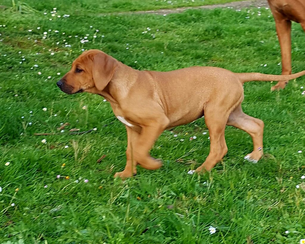 Du Clos Bhakti - Rhodesian Ridgeback - Portée née le 25/01/2017