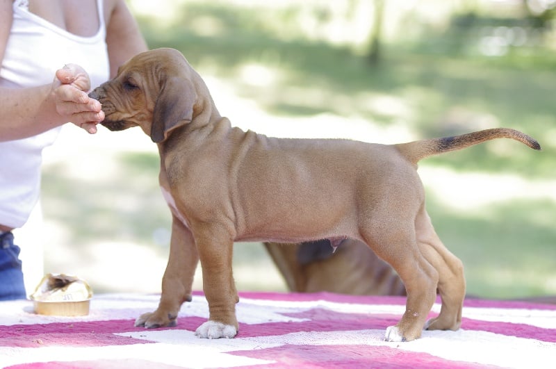 Du Clos Bhakti - Rhodesian Ridgeback - Portée née le 05/07/2013