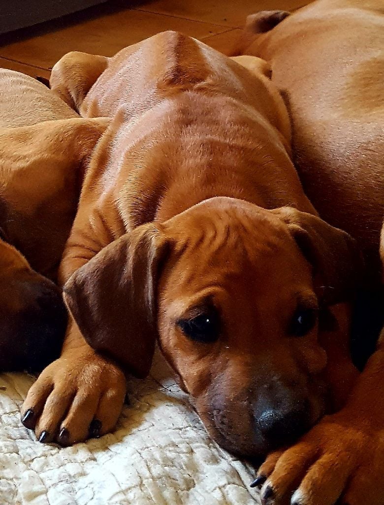 Du Clos Bhakti - Chiots disponibles - Rhodesian Ridgeback