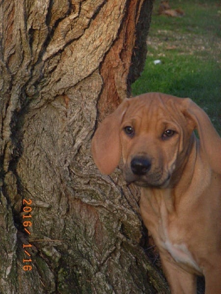 Du Clos Bhakti - Rhodesian Ridgeback - Portée née le 07/11/2015