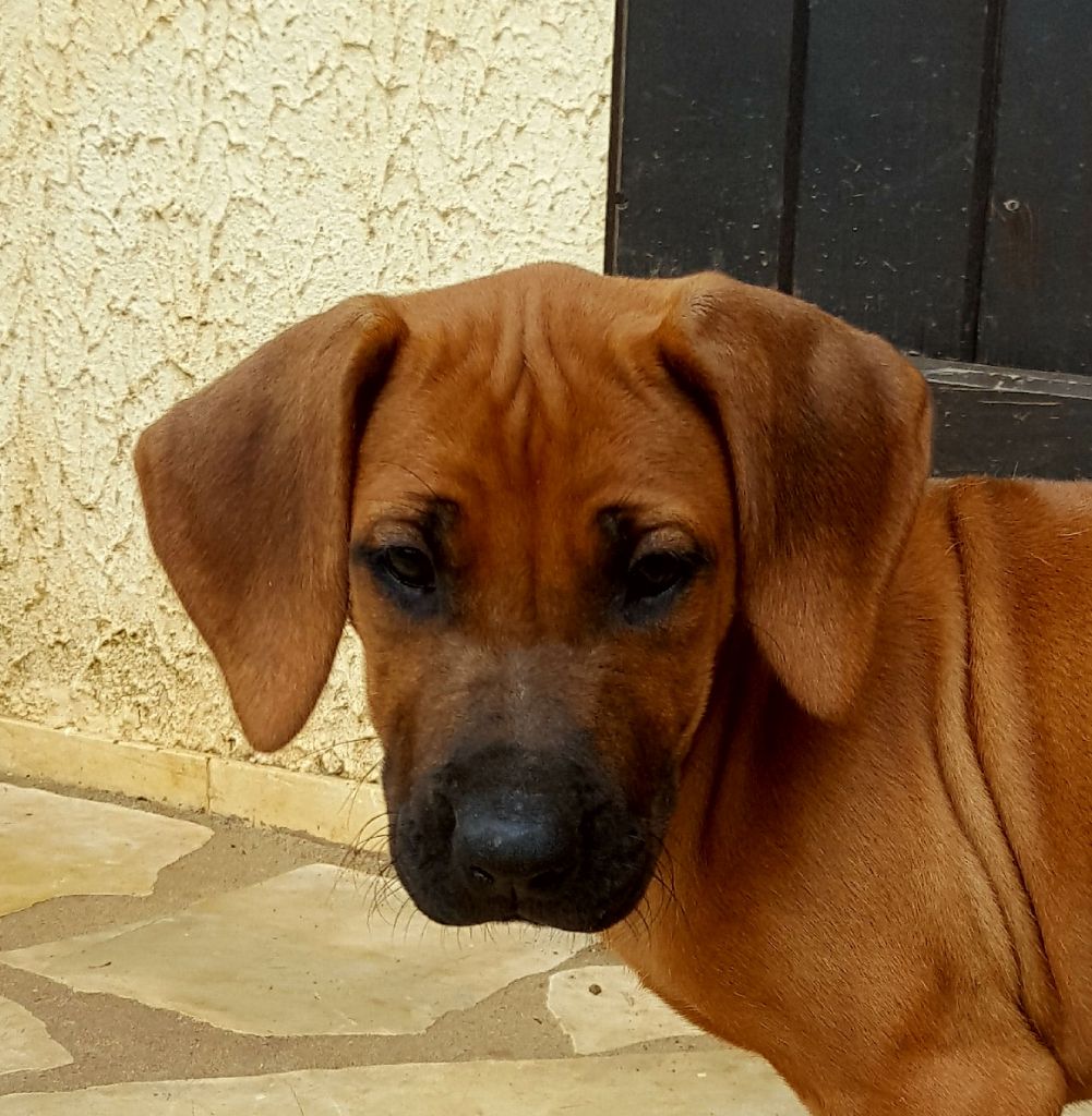 Chiot Rhodesian Ridgeback Du Clos Bhakti