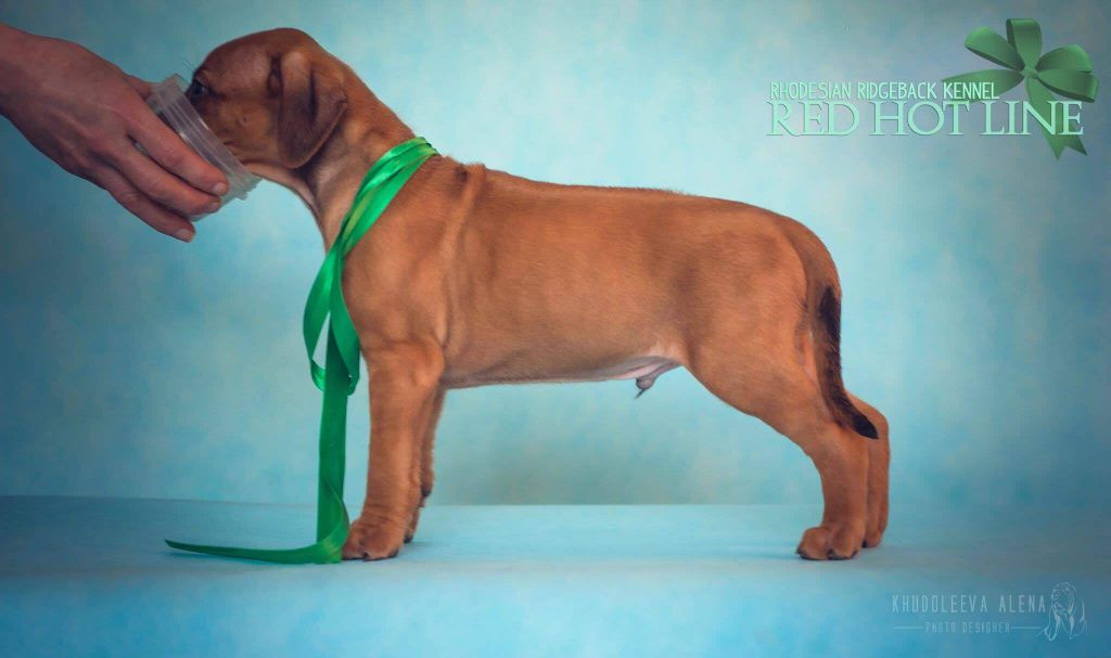 Du Clos Bhakti - Rhodesian Ridgeback - Portée née le 08/03/2019