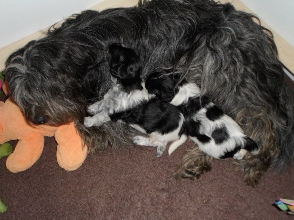 De La Butte Des Poilus - Chiots Schapendos 3 semaines.