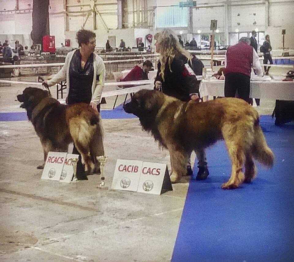 De La Vallee De Cheyenne -  RESULTATS EXPOSITION  METZ 2019