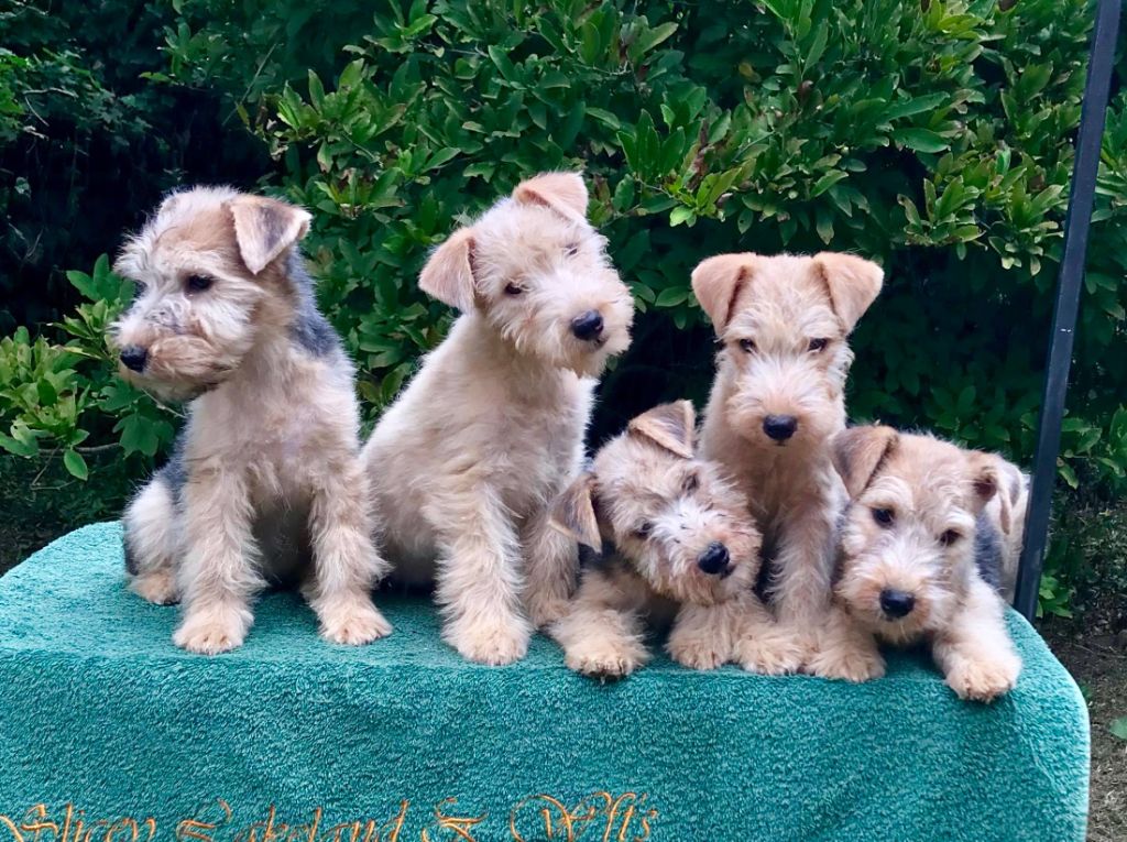 Chiot Lakeland Terrier Slicey