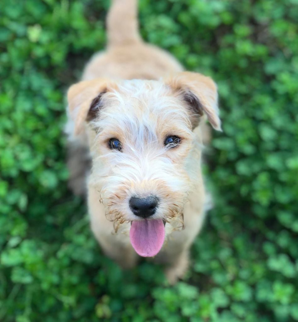 Slicey - Chiots disponibles - Lakeland Terrier