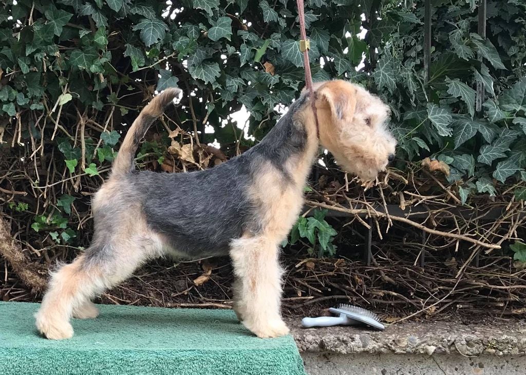 Slicey - Chiots disponibles - Lakeland Terrier