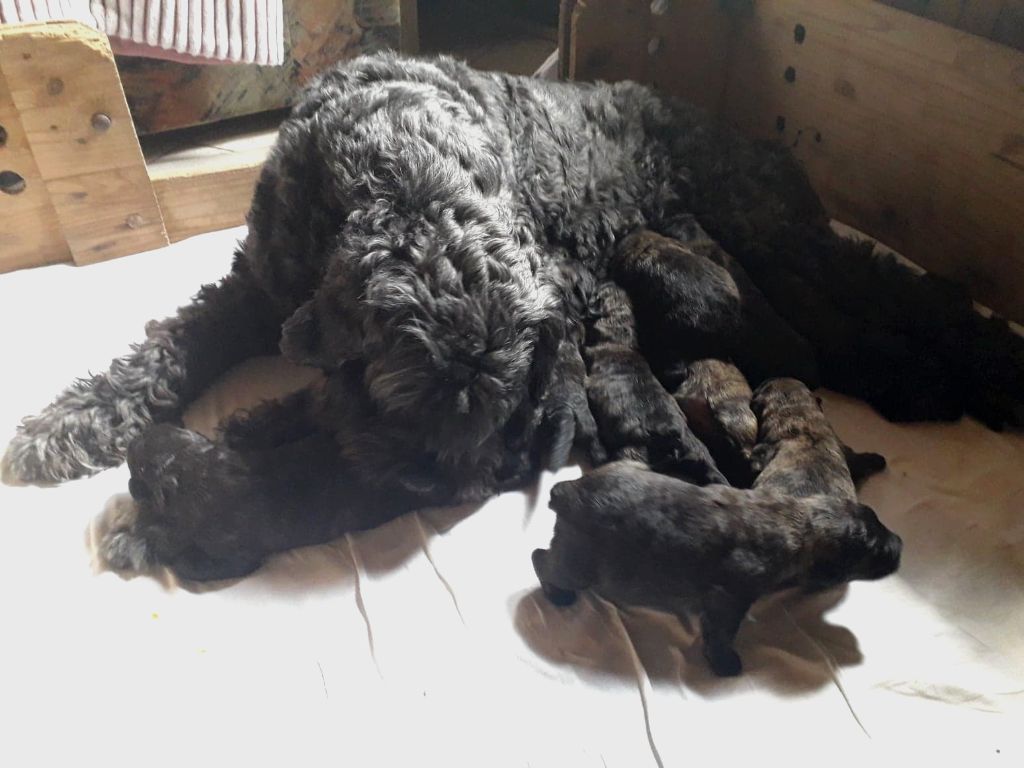 Du Site Des Monts Flamants - Bouvier des Flandres - Portée née le 11/05/2021