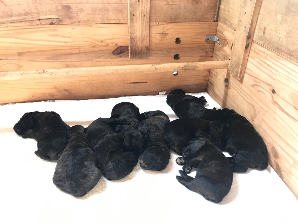 Du Site Des Monts Flamants - Bouvier des Flandres - Portée née le 01/08/2019