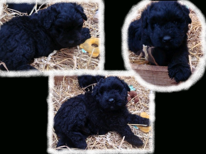 Chiot Bouvier des Flandres Du Site Des Monts Flamants