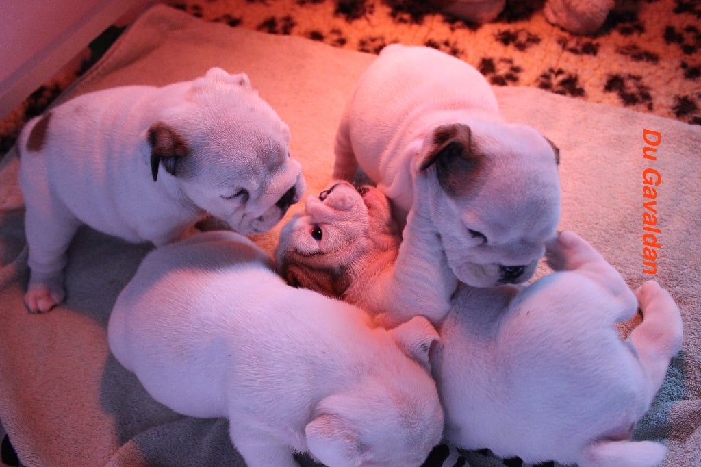 Les bébés sont là!!!