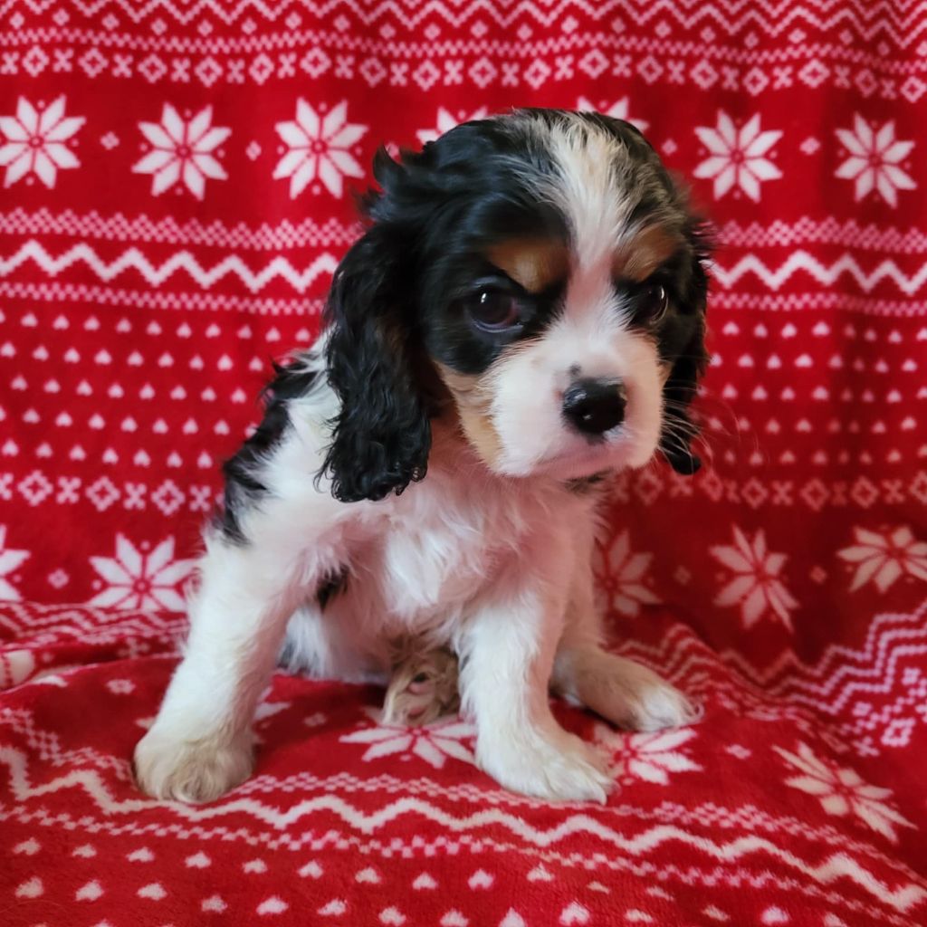 Du Royaume De Victoria - Cavalier King Charles Spaniel - Portée née le 12/10/2024