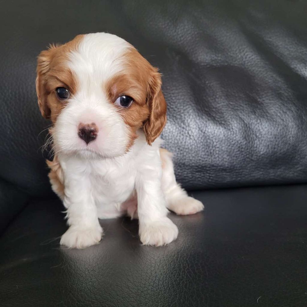 Du Royaume De Victoria - Cavalier King Charles Spaniel - Portée née le 08/12/2024