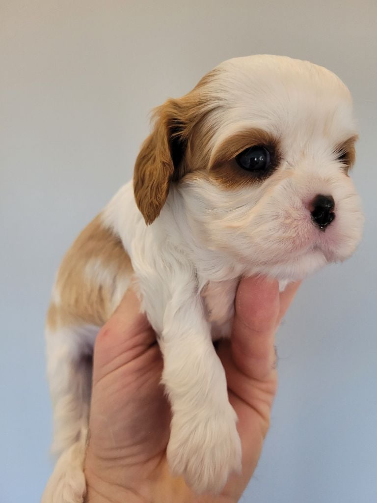 du domaine du grand saule - Chiots disponibles - Cavalier King Charles Spaniel