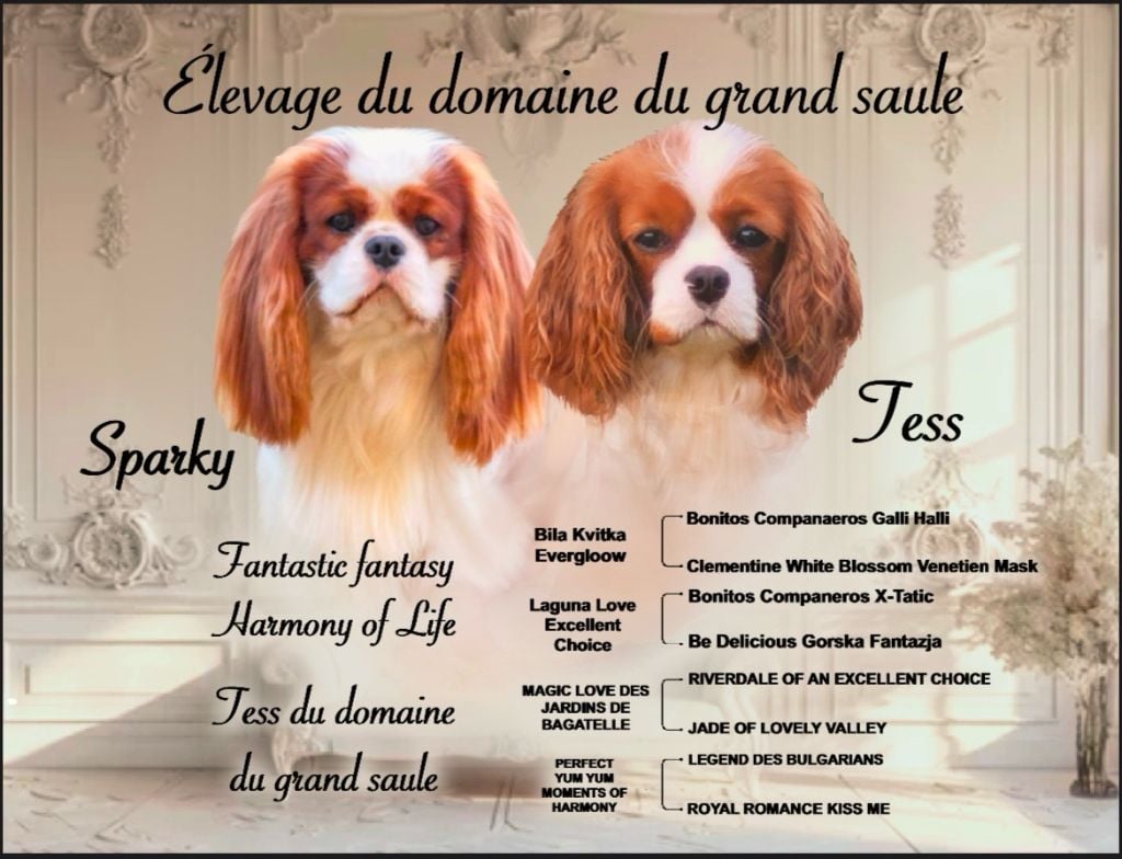 du domaine du grand saule - Cavalier King Charles Spaniel - Portée née le 05/02/2025