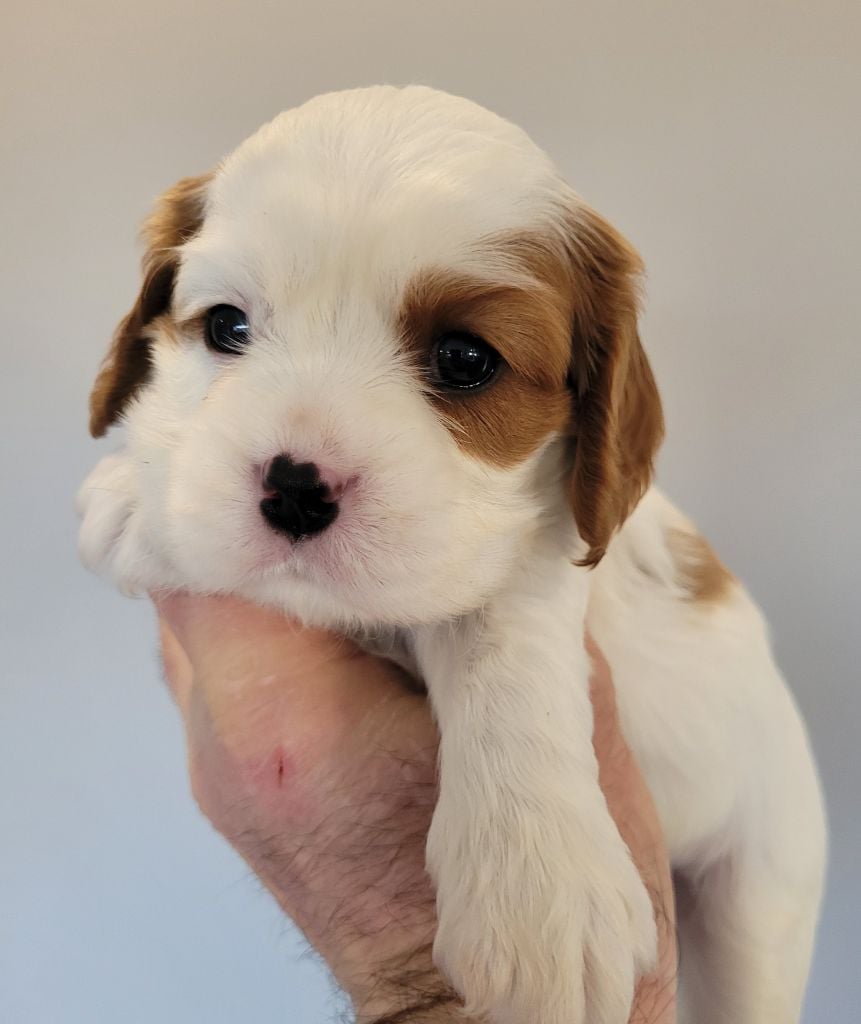 du domaine du grand saule - Chiots disponibles - Cavalier King Charles Spaniel