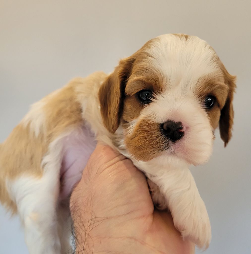 du domaine du grand saule - Chiots disponibles - Cavalier King Charles Spaniel