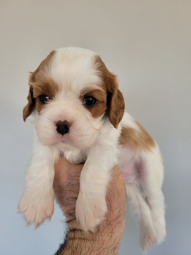 du domaine du grand saule - Chiots disponibles - Cavalier King Charles Spaniel