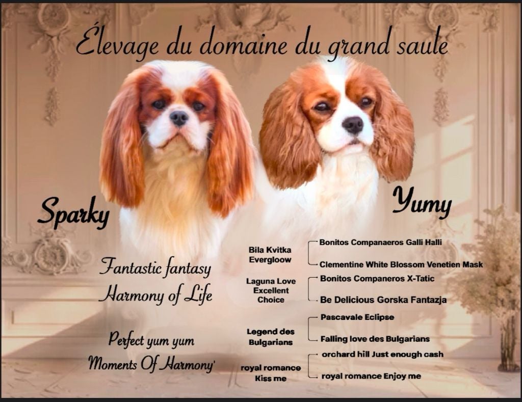 Chiot Cavalier King Charles Spaniel du domaine du grand saule