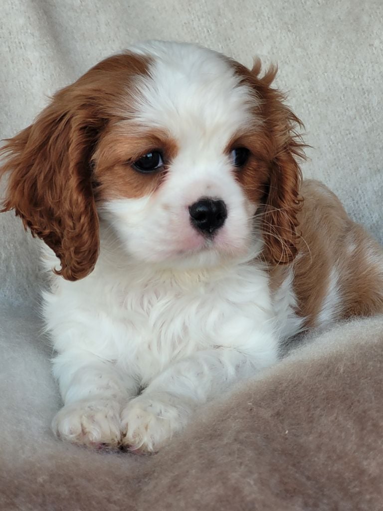 du domaine du grand saule - Cavalier King Charles Spaniel - Portée née le 26/12/2024