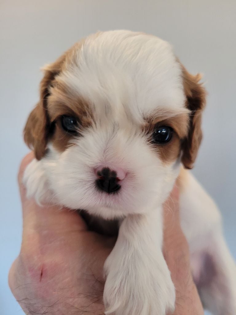 du domaine du grand saule - Chiots disponibles - Cavalier King Charles Spaniel