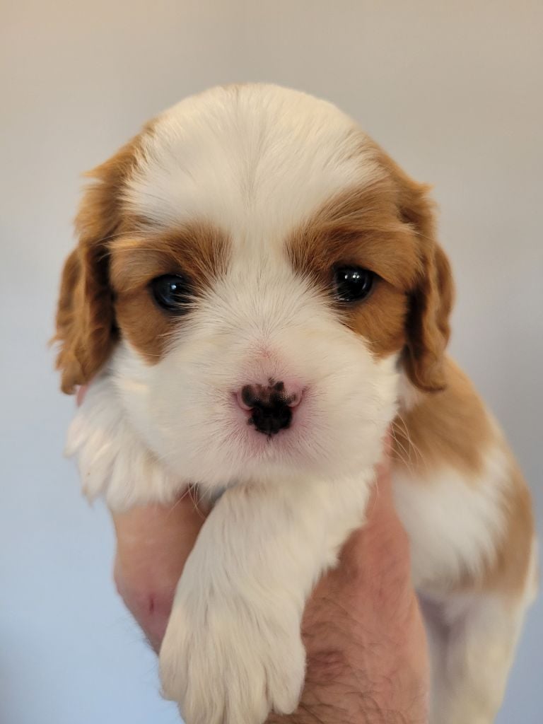 du domaine du grand saule - Chiots disponibles - Cavalier King Charles Spaniel