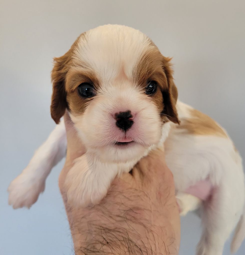 du domaine du grand saule - Chiots disponibles - Cavalier King Charles Spaniel