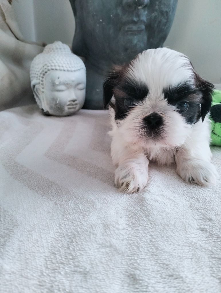 Du Paradis D'indiana - Chiots disponibles - Shih Tzu