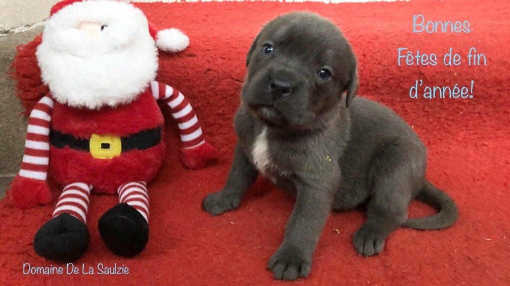 Du Domaine De La Saulzie - Superbes chiots Cane Corso LOF à réserver !!!