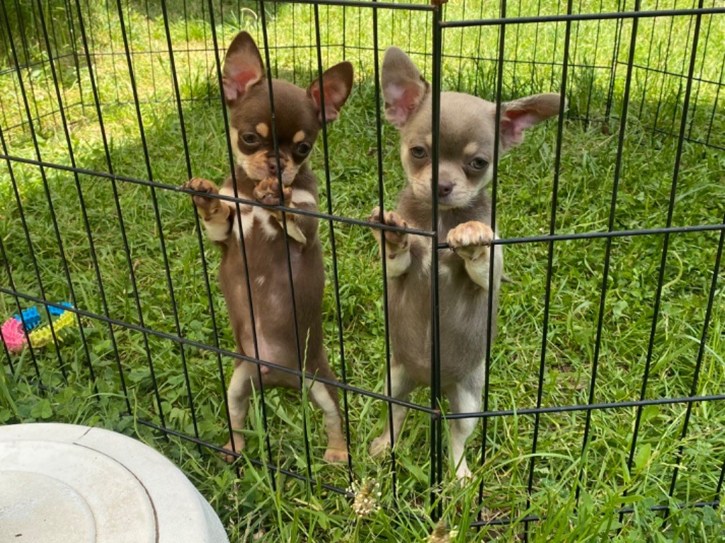 Chiot Chihuahua Du Domaine De La Saulzie