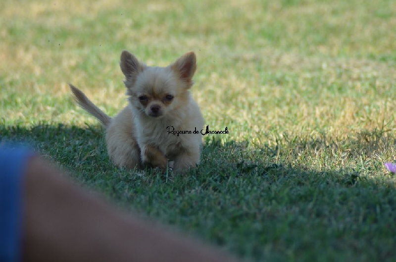 Du Royaume De Macanoclé - Chihuahua - Portée née le 29/05/2016