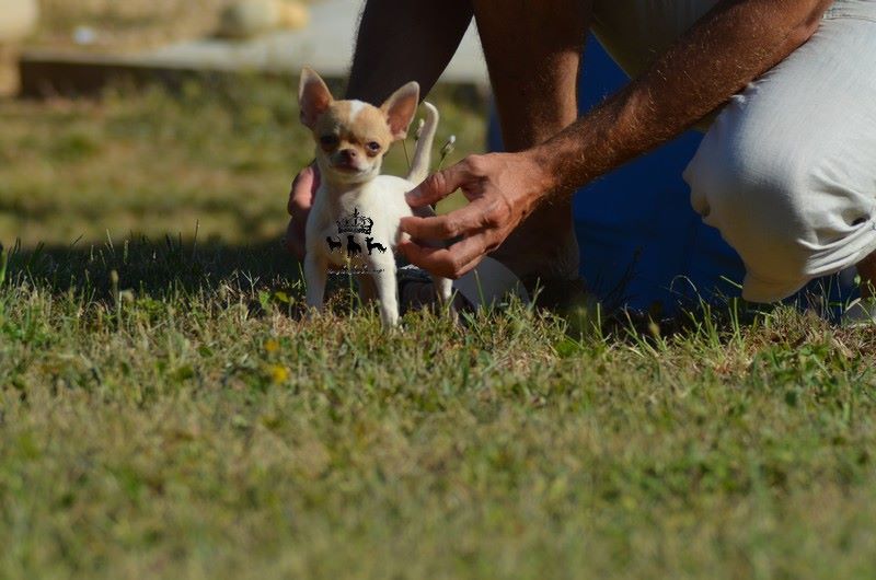 Du Royaume De Macanoclé - Chiots disponibles - Chihuahua