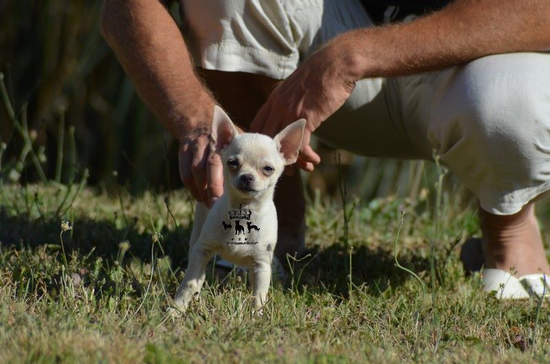 Du Royaume De Macanoclé - Chiots disponibles - Chihuahua