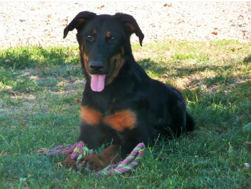 du Royaume De Farouck - Chiots disponibles - Berger de Beauce