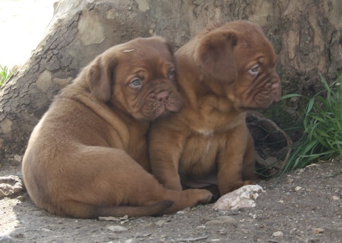 Des Dog's De Gaïadéra - Bébés Nés le 31/03/16 Disponible