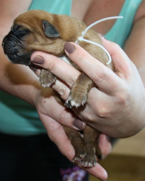 Des Dog's De Gaïadéra - Chiots disponibles - Dogue de Bordeaux