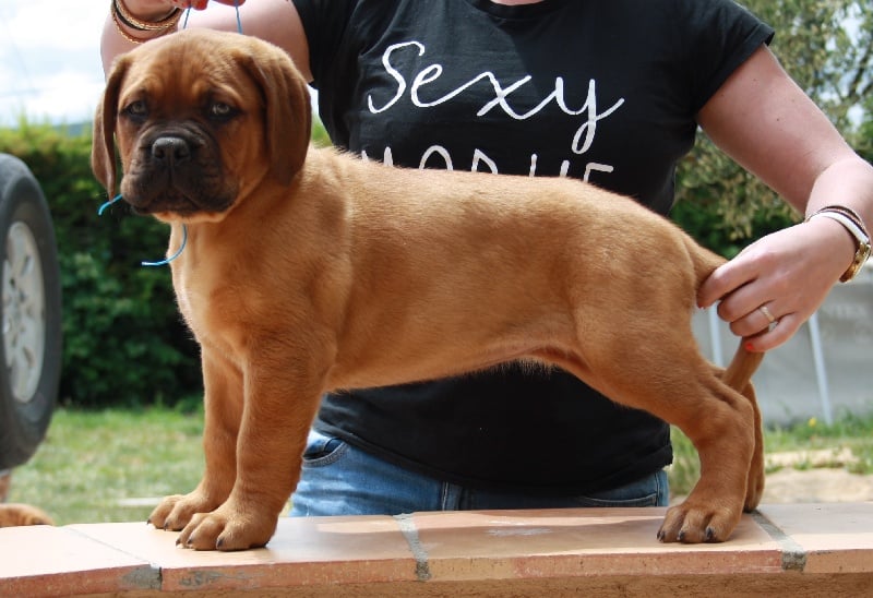 Des Dog's De Gaïadéra - Chiots disponibles - Dogue de Bordeaux