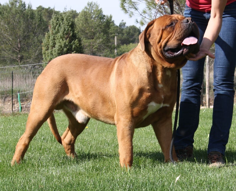 Des Dog's De Gaïadéra - Dogue de Bordeaux - Portée née le 31/03/2016