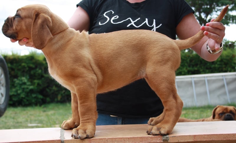 Des Dog's De Gaïadéra - Chiots disponibles - Dogue de Bordeaux