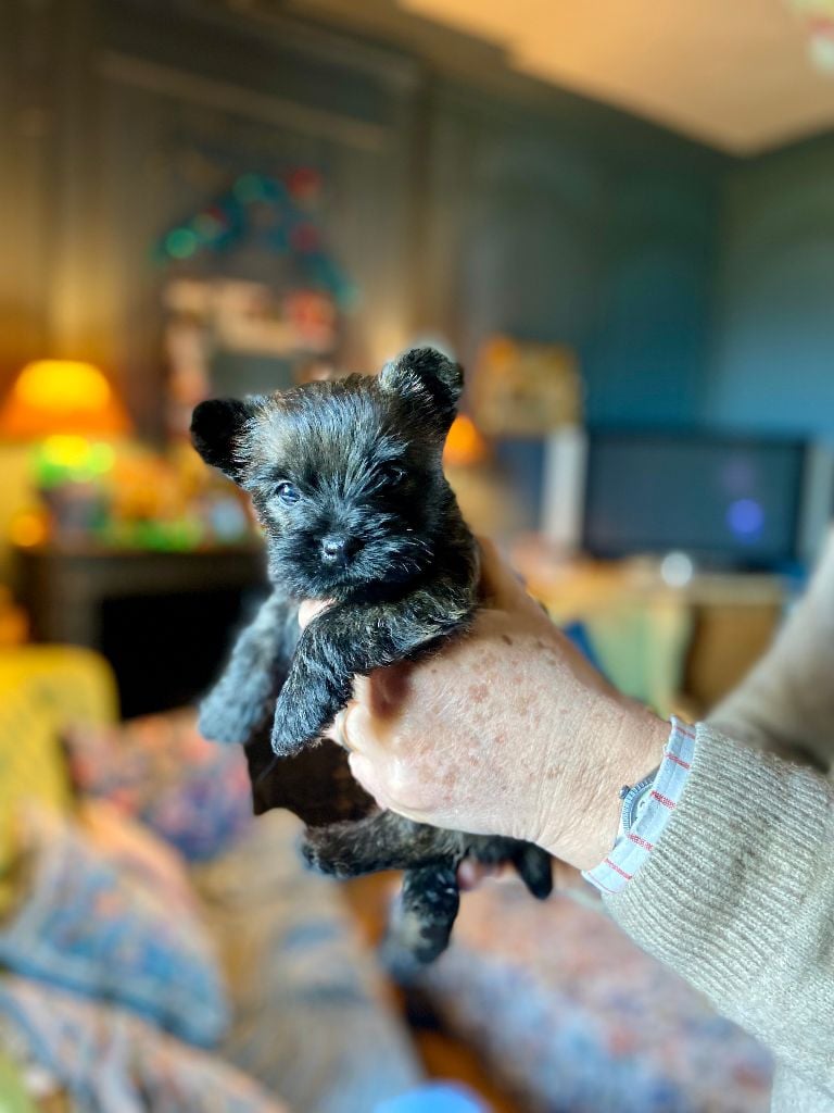 Brullemail - Chiots disponibles - Cairn Terrier