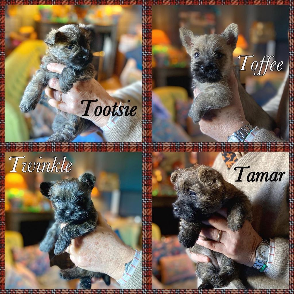 Brullemail - Cairn Terrier - Portée née le 07/12/2022