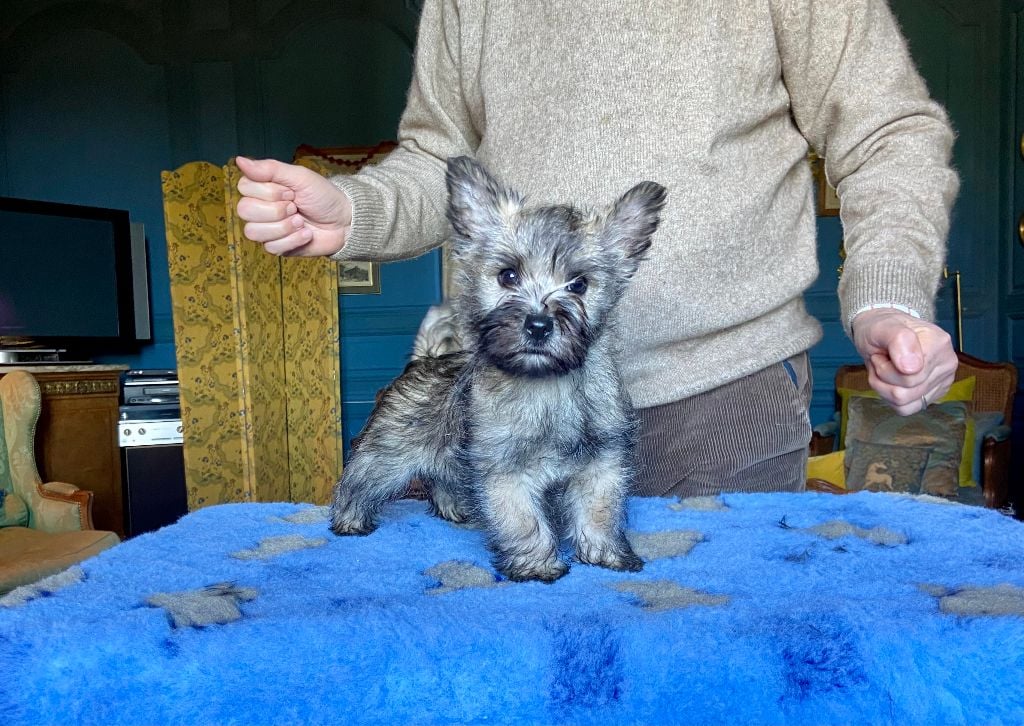 Brullemail - Chiots disponibles - Cairn Terrier