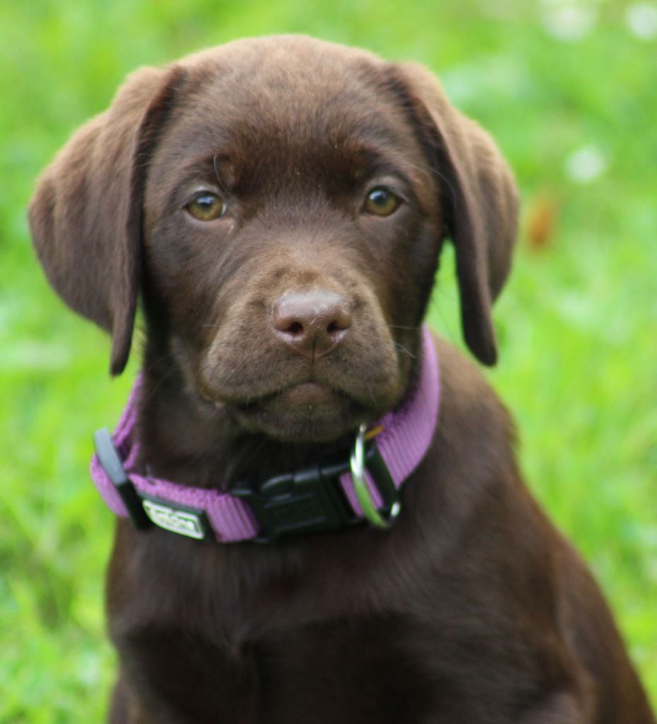 Chiot Labrador Retriever De L'heure Bleue