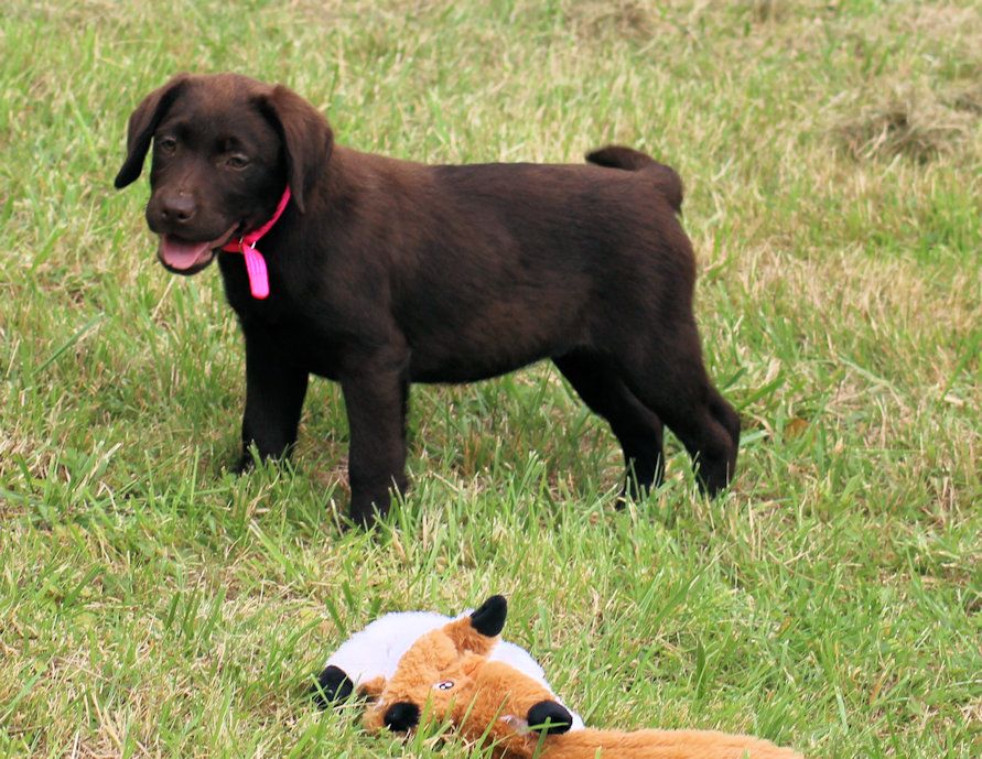 De L'heure Bleue - Chiots disponibles - Labrador Retriever